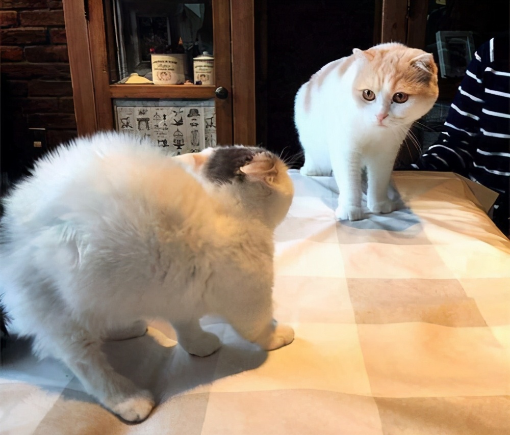 上一秒安静睡觉,下一秒疯狂跑酷,我家猫是不是脑子不正常?