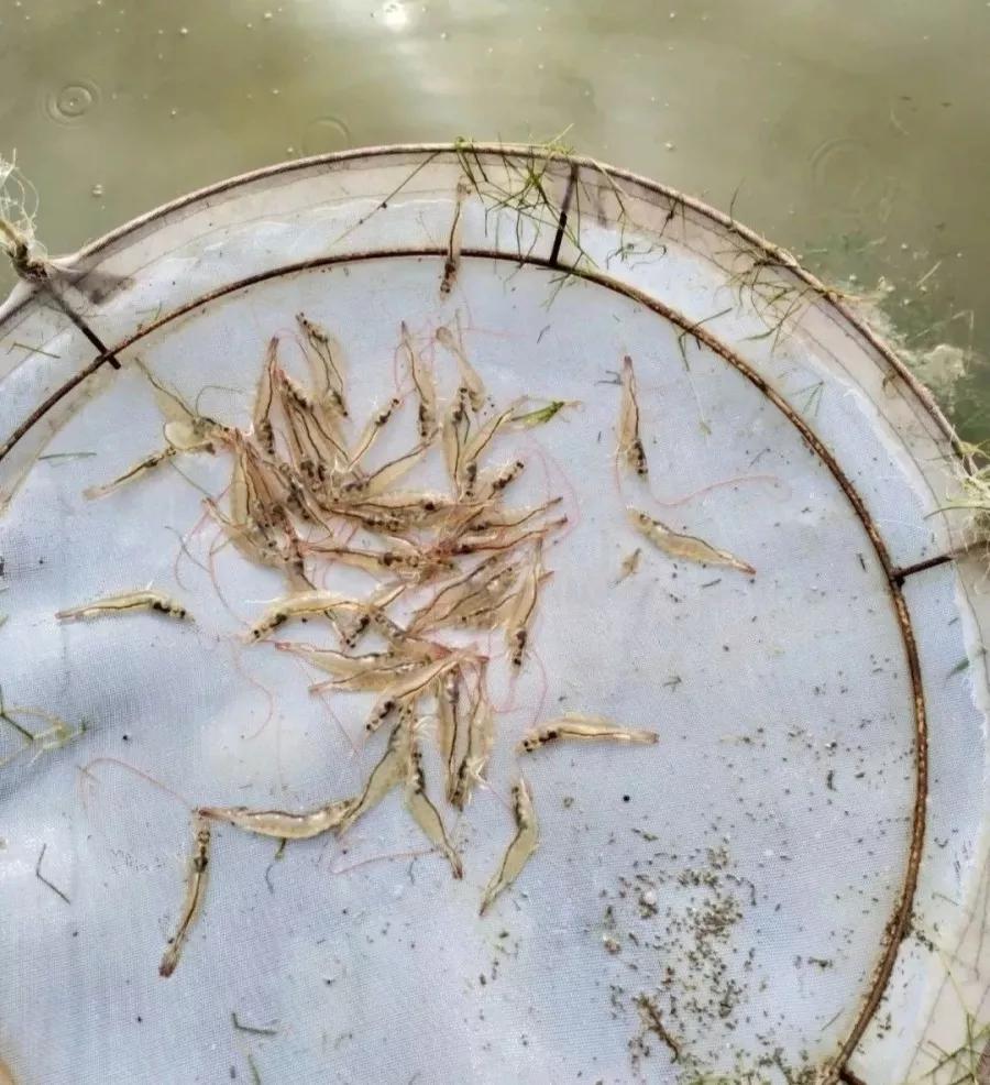 南美白对虾前期空肠怎么处理,南美白对虾幼虾空肠空胃怎么处理