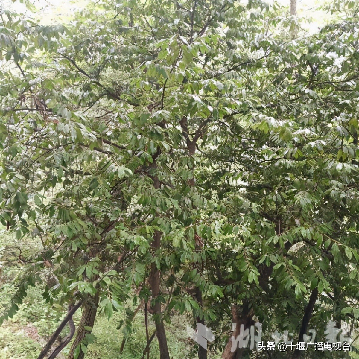 湖北十堰竹山的茶园,十堰杉树林在哪里