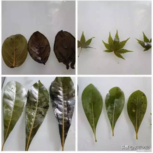 超惊艳的树叶手工,有趣的树叶手工制作