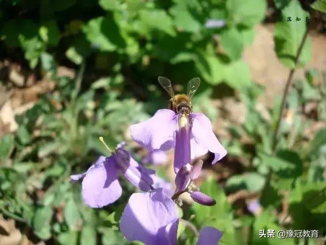 郑新黄河大桥2021年收费政策 (郑新黄河大桥2020年收费政策)