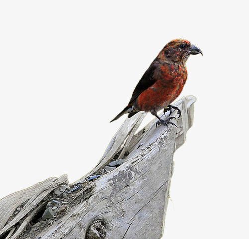 贝子鸟母鸟有饲养价值吗,贝子鸟养殖视频大全