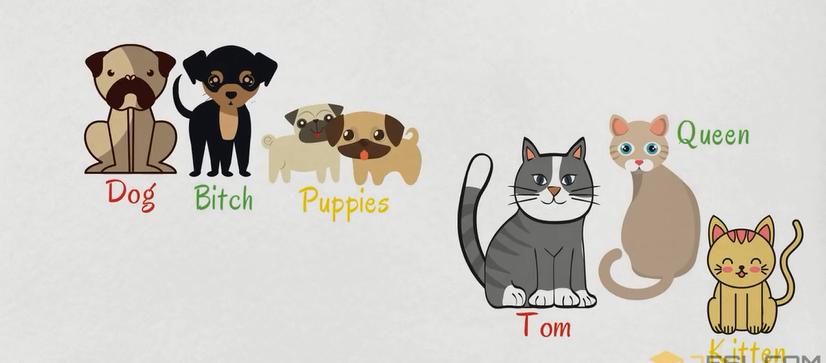 动物英语名称视频大全,兔小贝英语宝典动物名称