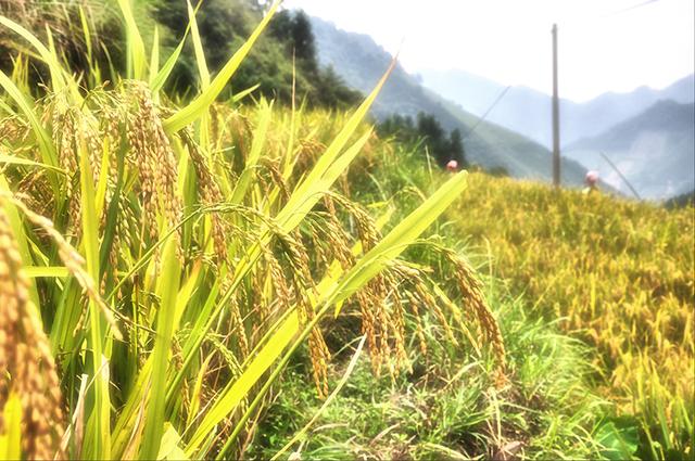 韶关丹霞梯田图片,韶关旅游梯田攻略图片