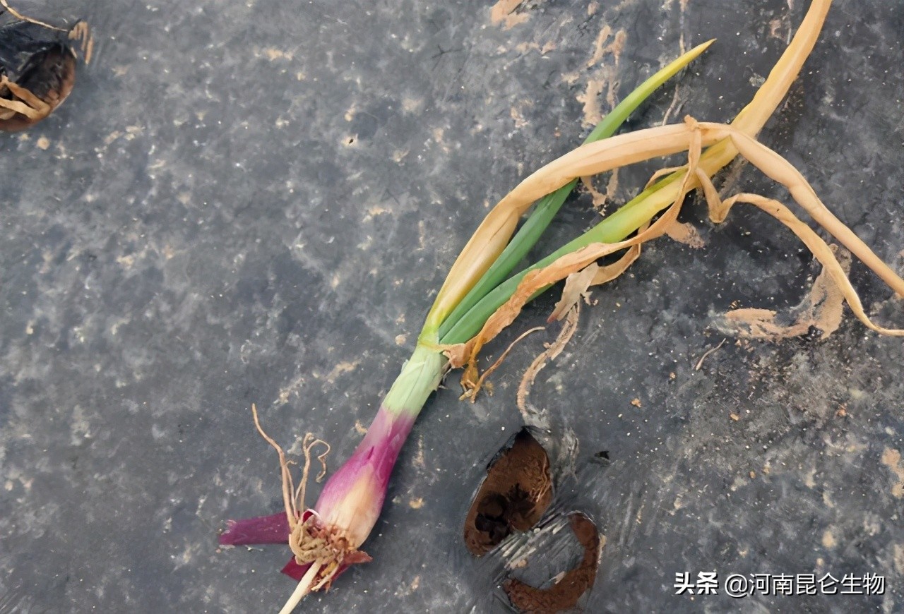洋葱烂根的治疗方法,洋葱苗干尖黄叶用什么药