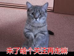 有些猫真的不把自己当猫,和人类呆久了的猫