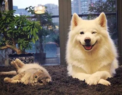 不同宠物花销大盘点原来养它才是真土豪