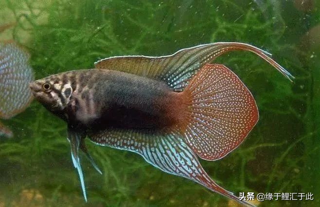 养鱼灭蚊虫最佳方法,养鱼驱蚊最好的方法