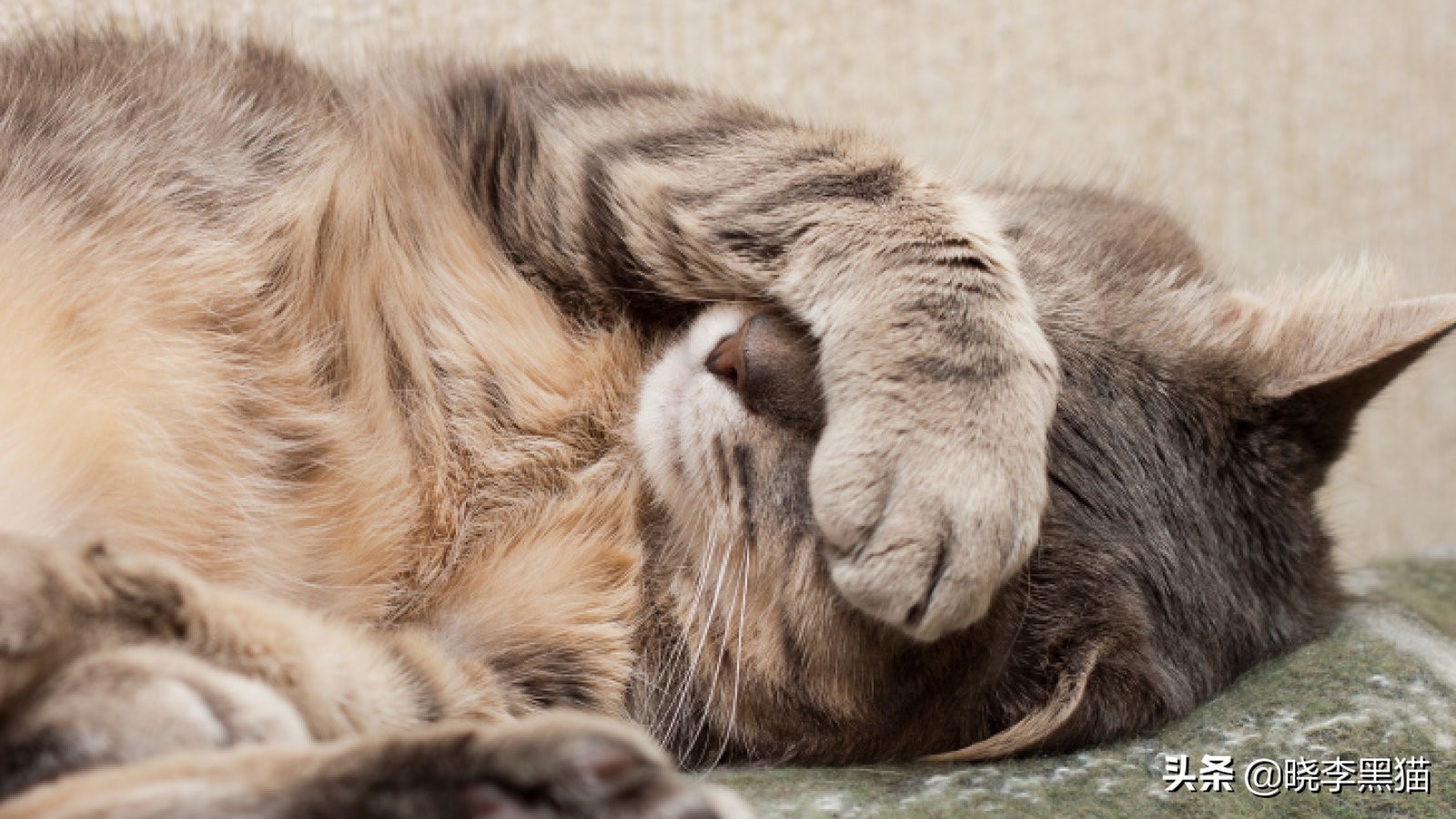 猫咪清洁耳螨如何不伤耳朵,猫耳朵清理需要注意什么