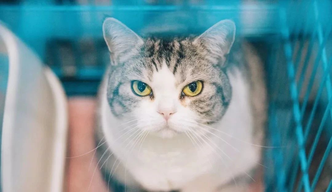 新瑞鹏深度分析,新瑞鹏和佳雯