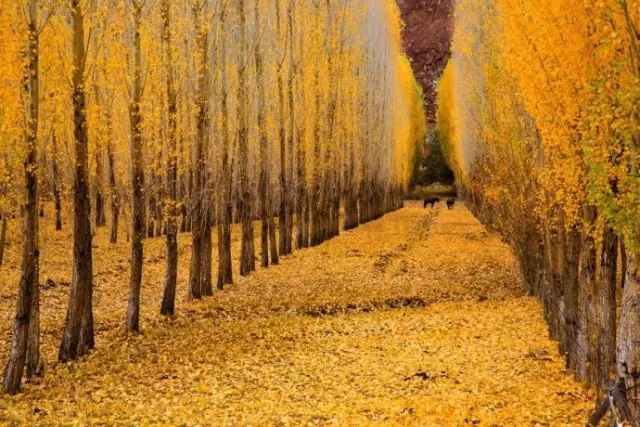 阿勒泰秋天有多美,秋天的新疆阿勒泰太美