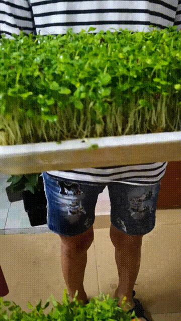 红油香椿芽苗菜种植,怎样种香椿芽苗菜