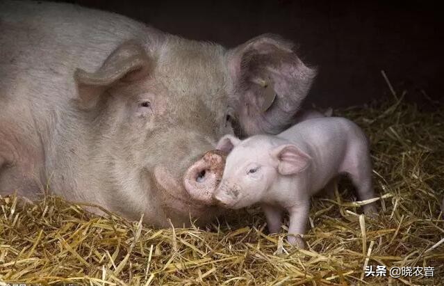 母猪有子宫内膜炎可以输精不,母猪子宫内膜炎的病因与防治措施