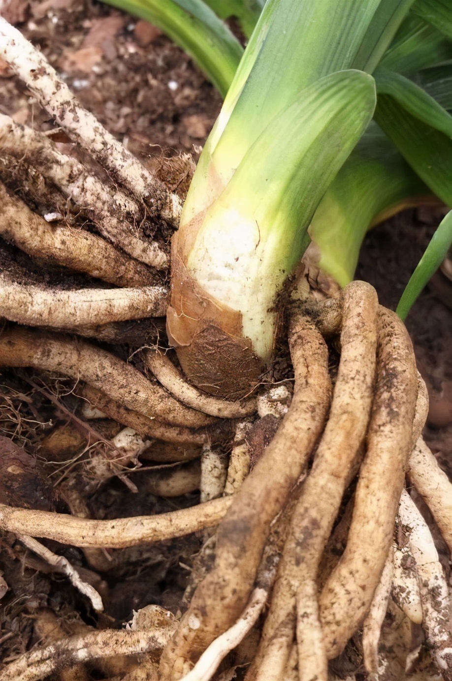 夏季养护好君子兰的八个注意事项,养君子兰注意4点度夏方法