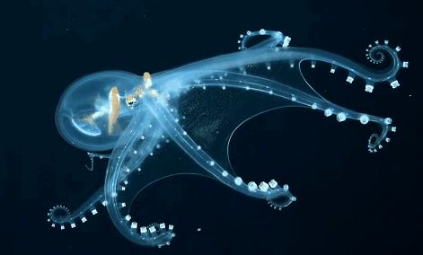 透明变异章鱼 (章鱼体内白色球状物是什么)