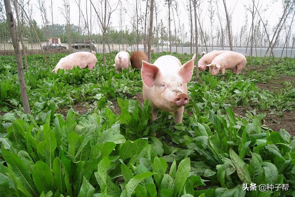 种菊苣牧草，养殖一头猪能赚多少？猪价连续下跌34%，该如何应对