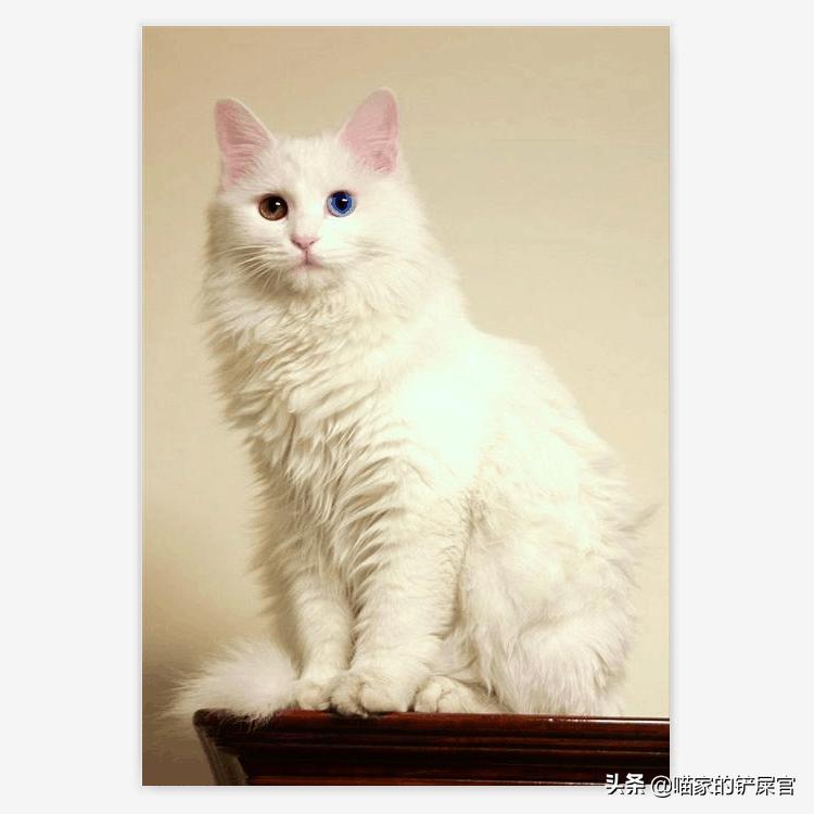 临清狮猫,山东天后