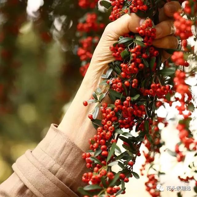 最优质的北美冬青,北美冬青性价比高的