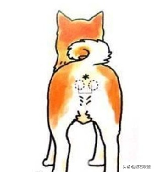 狗狗总对我呲牙哼哼,狗狗总是对着你叫