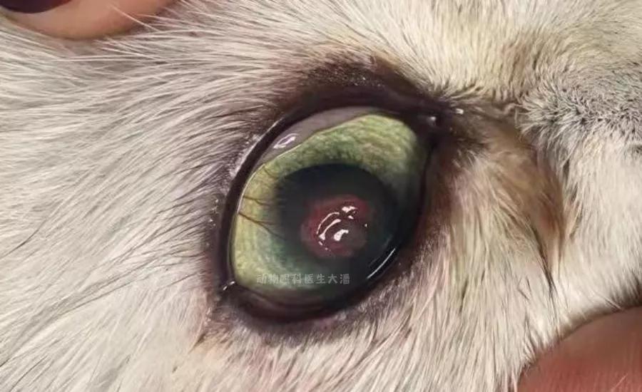 猫咪角膜腐骨脱落的时候会流血吗,猫咪角膜腐骨保守治疗过程