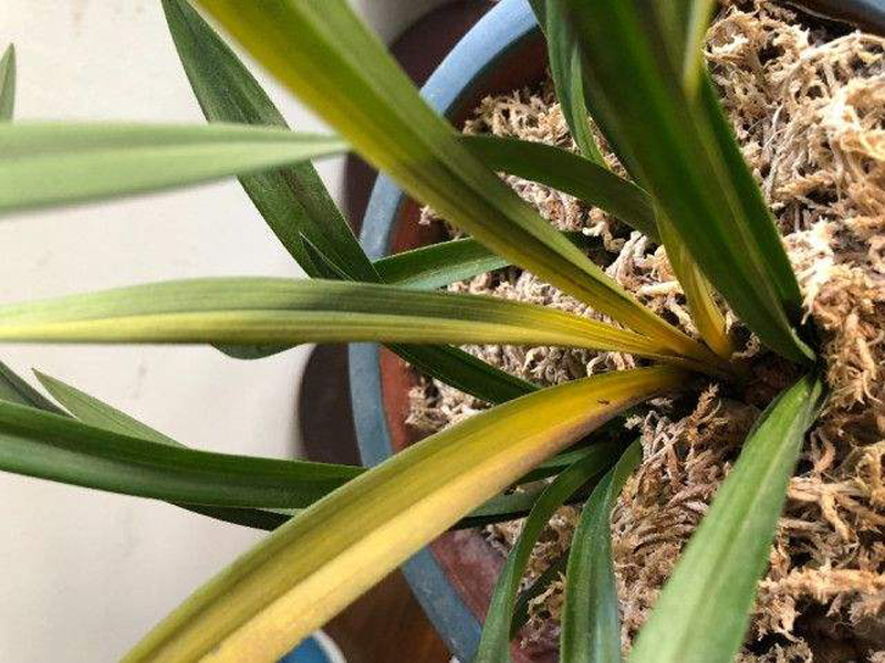 兰花的叶片发黄怎么办呢,兰花叶片发黄的原因和处理方法