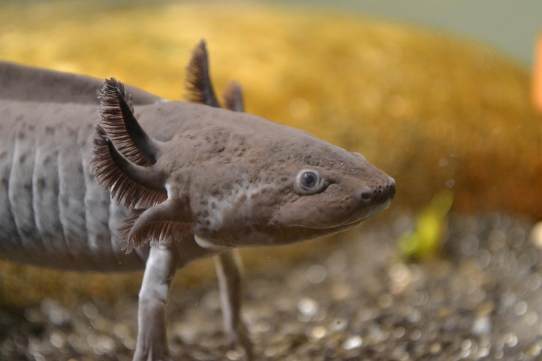 败给鲤鱼之前，六角恐龙是当地顶级掠食者，换个脑袋都能活