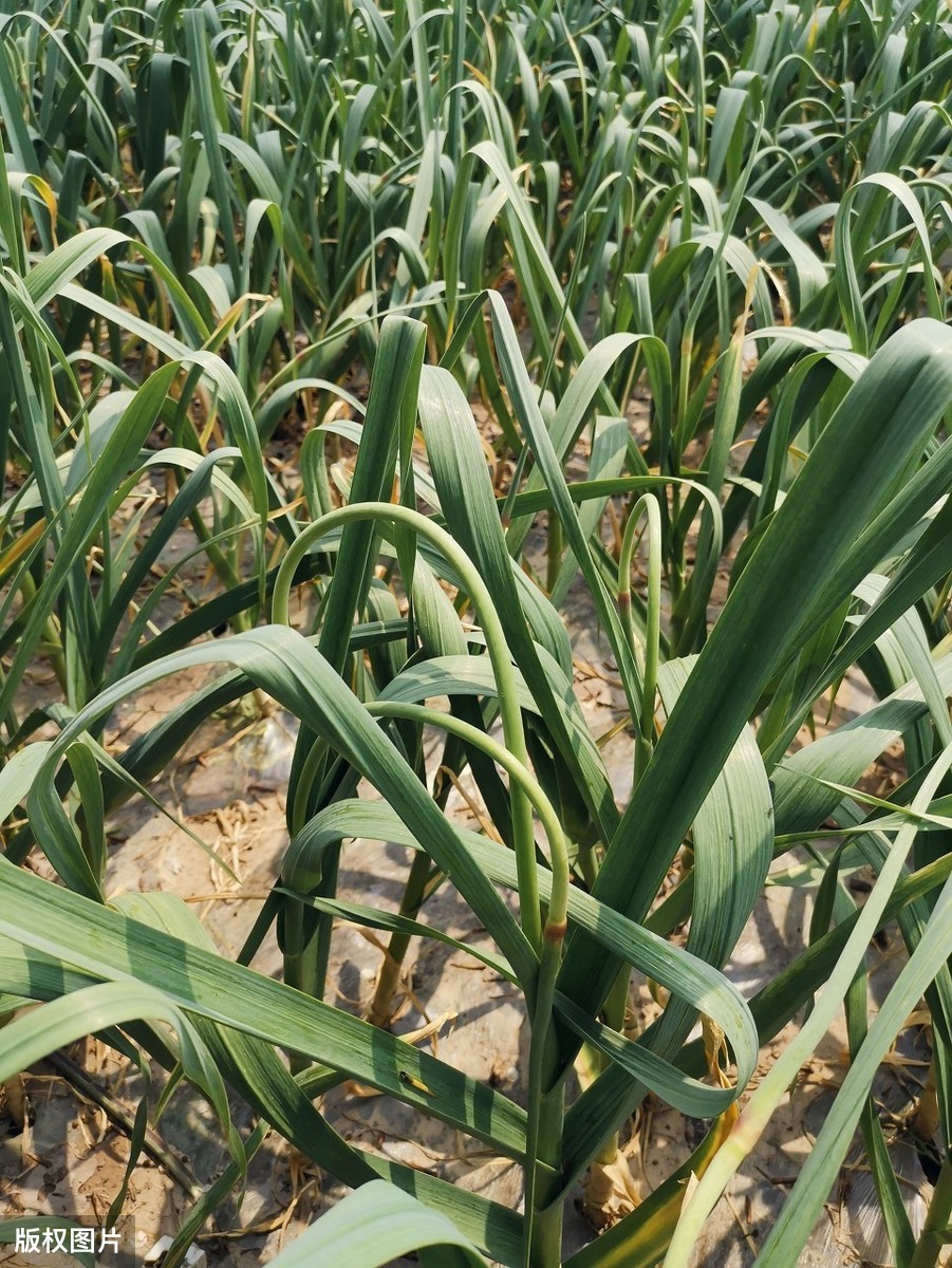大蒜抽薹后有些植株自然倒伏，倒伏影响产量吗？需要人为干预吗？