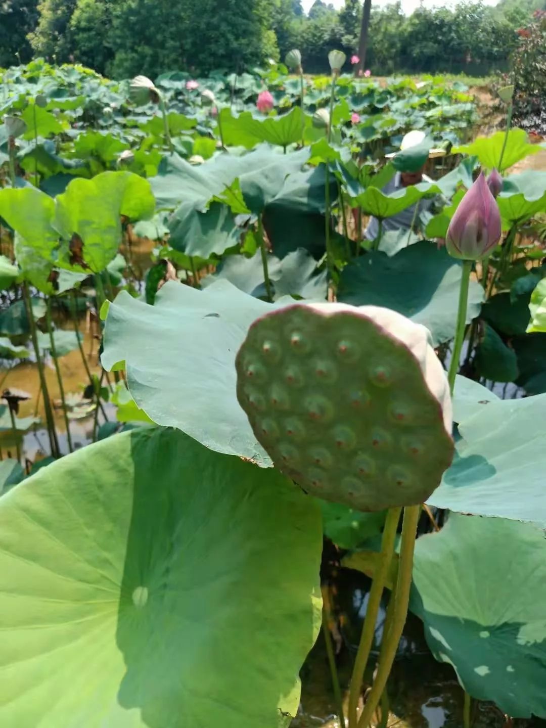 长沙团建烧烤岳麓区,长沙团建烧烤推荐地方芙蓉区