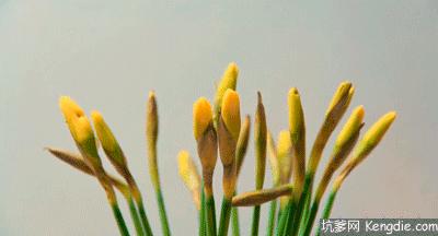 中国十大名花图片及花语,山茶花是中国十大名花吗