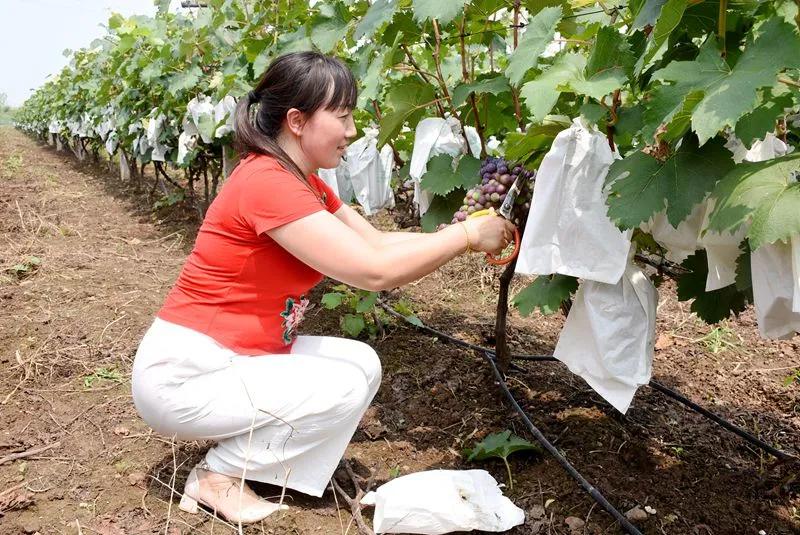 汝州市葡萄庄园,汝州有个庄园