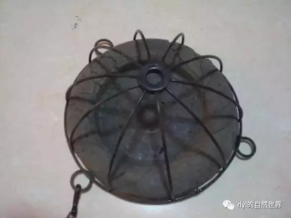 最好养的半水龟排行,半水龟饲养环境简单