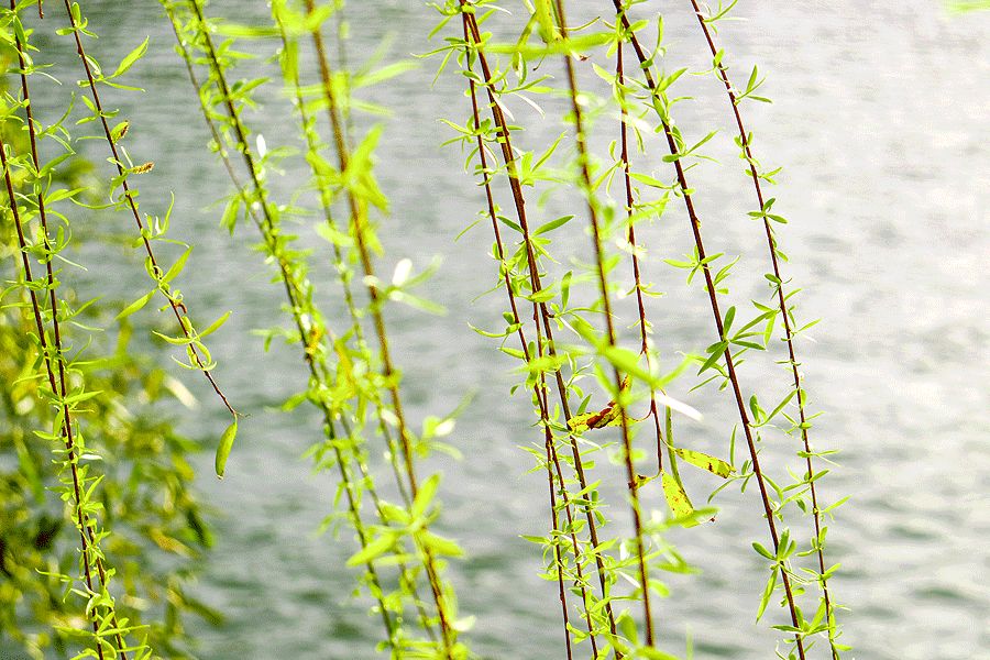 古诗九十首咏柳,咏柳古诗万条垂下绿丝绦