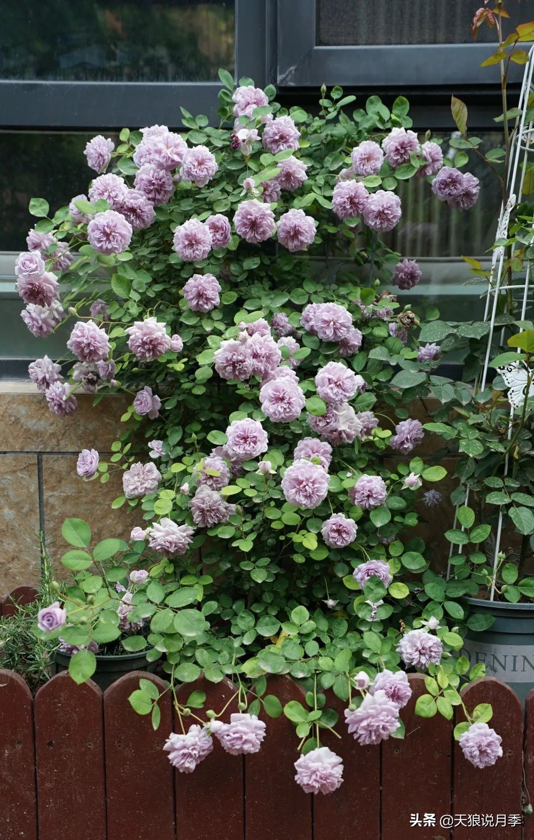 天狼推荐花墙月季品种,天狼月季罗衣花墙