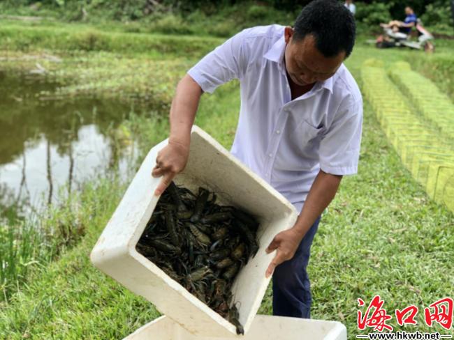 农村致富项目龙虾养殖,龙虾的养殖帮助农民增收
