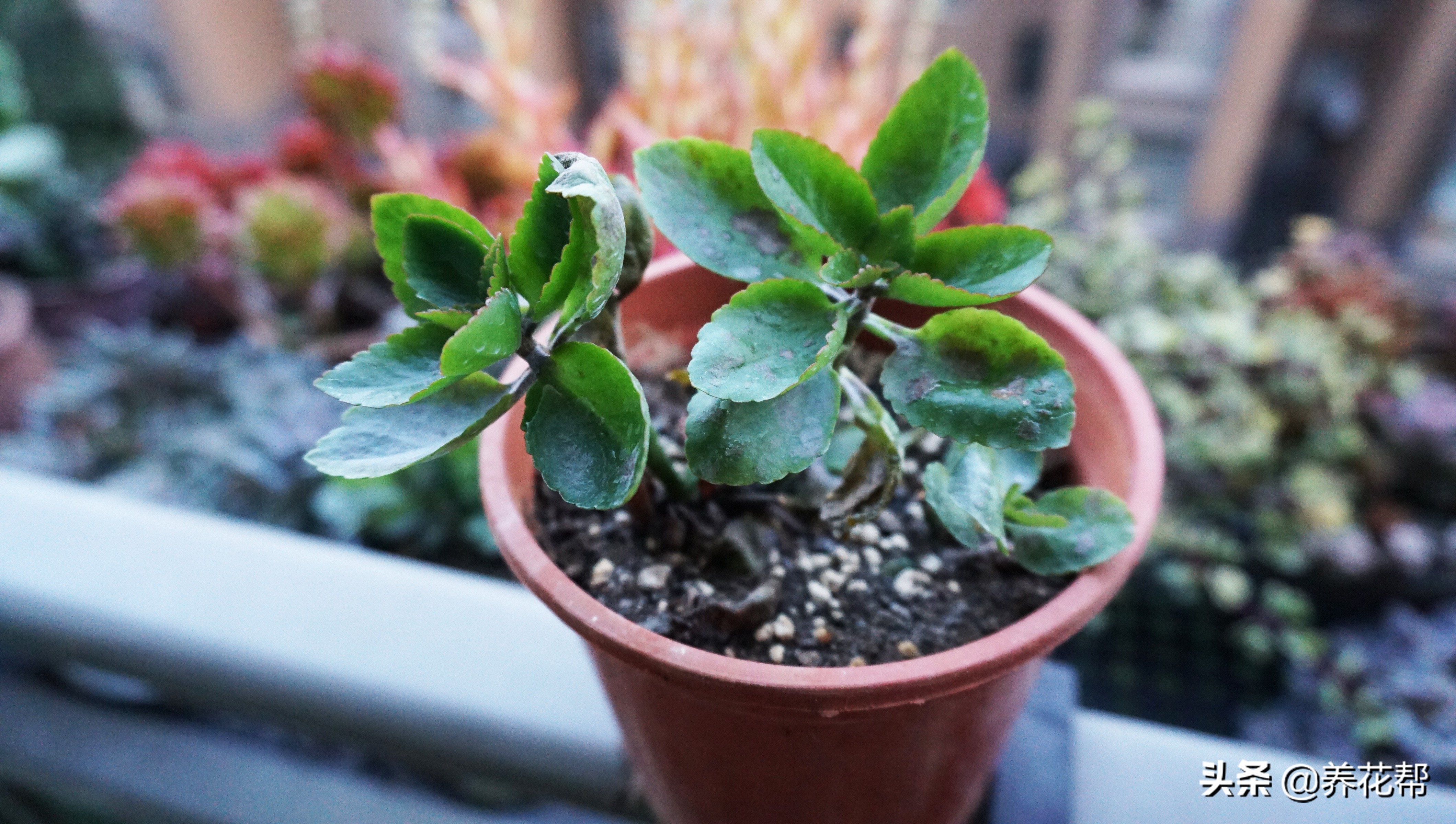 长寿花白毛病喷药后变黑怎么回事,长寿花白粉病后掉叶子是怎么回事