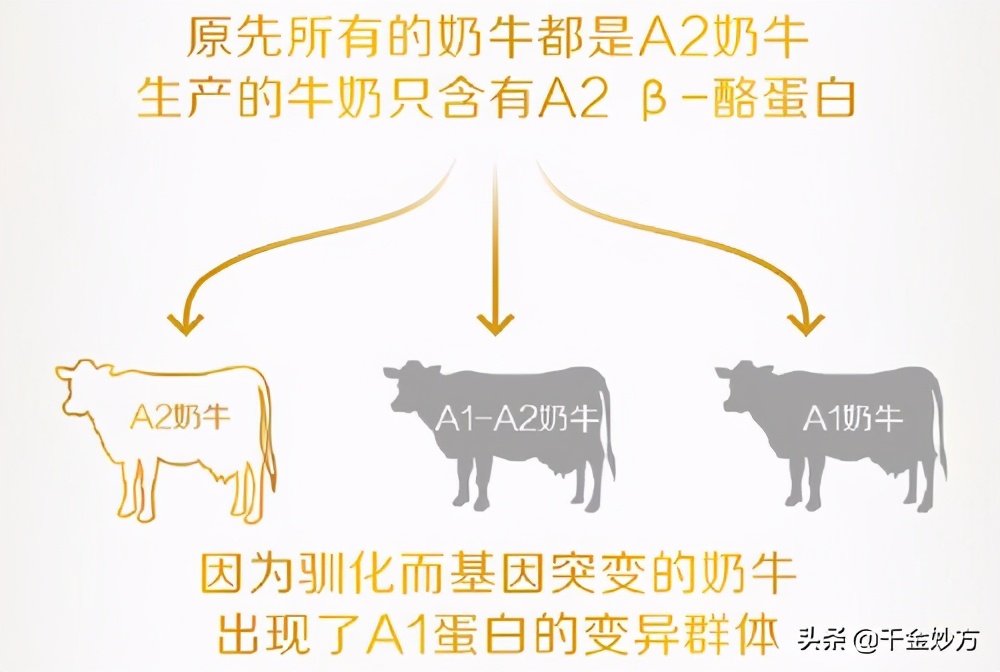 每日鲜a2酪蛋白鲜牛奶,光明致优a2酪蛋白鲜牛奶