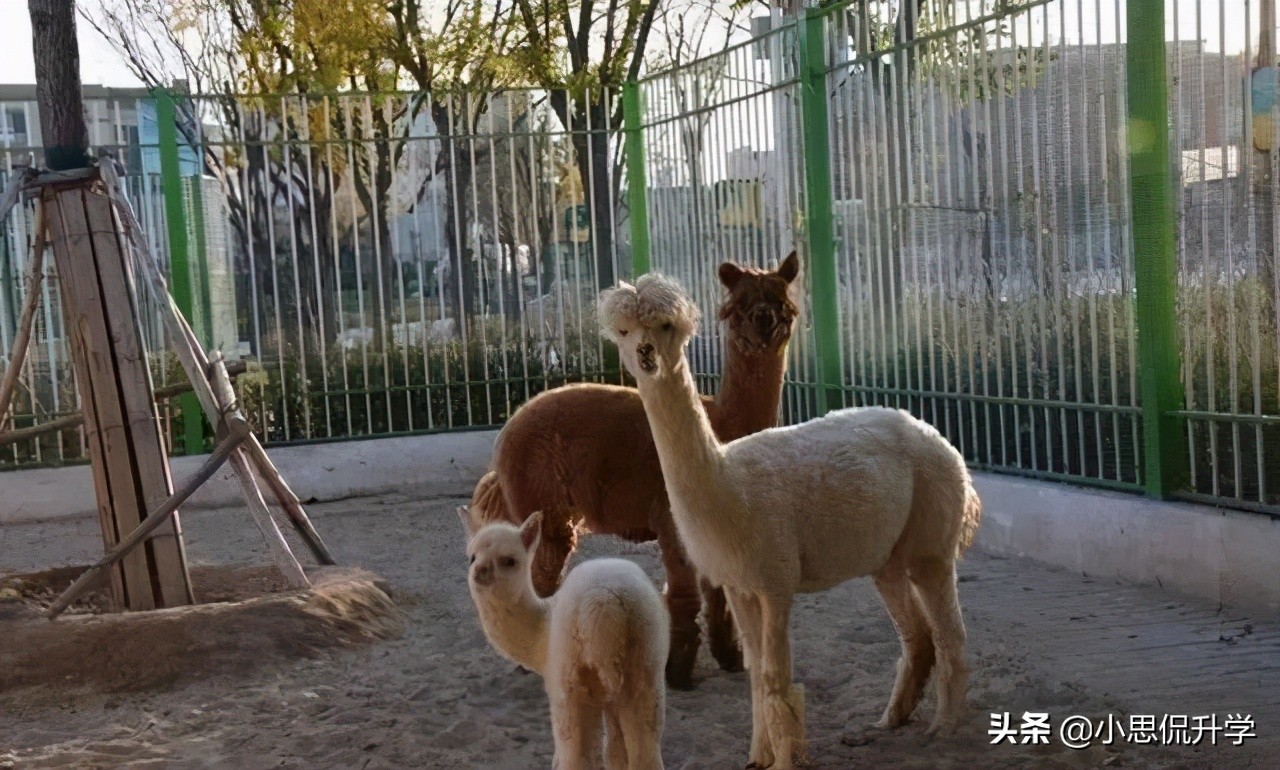 银川景博学校小学部,银川景博学校开学