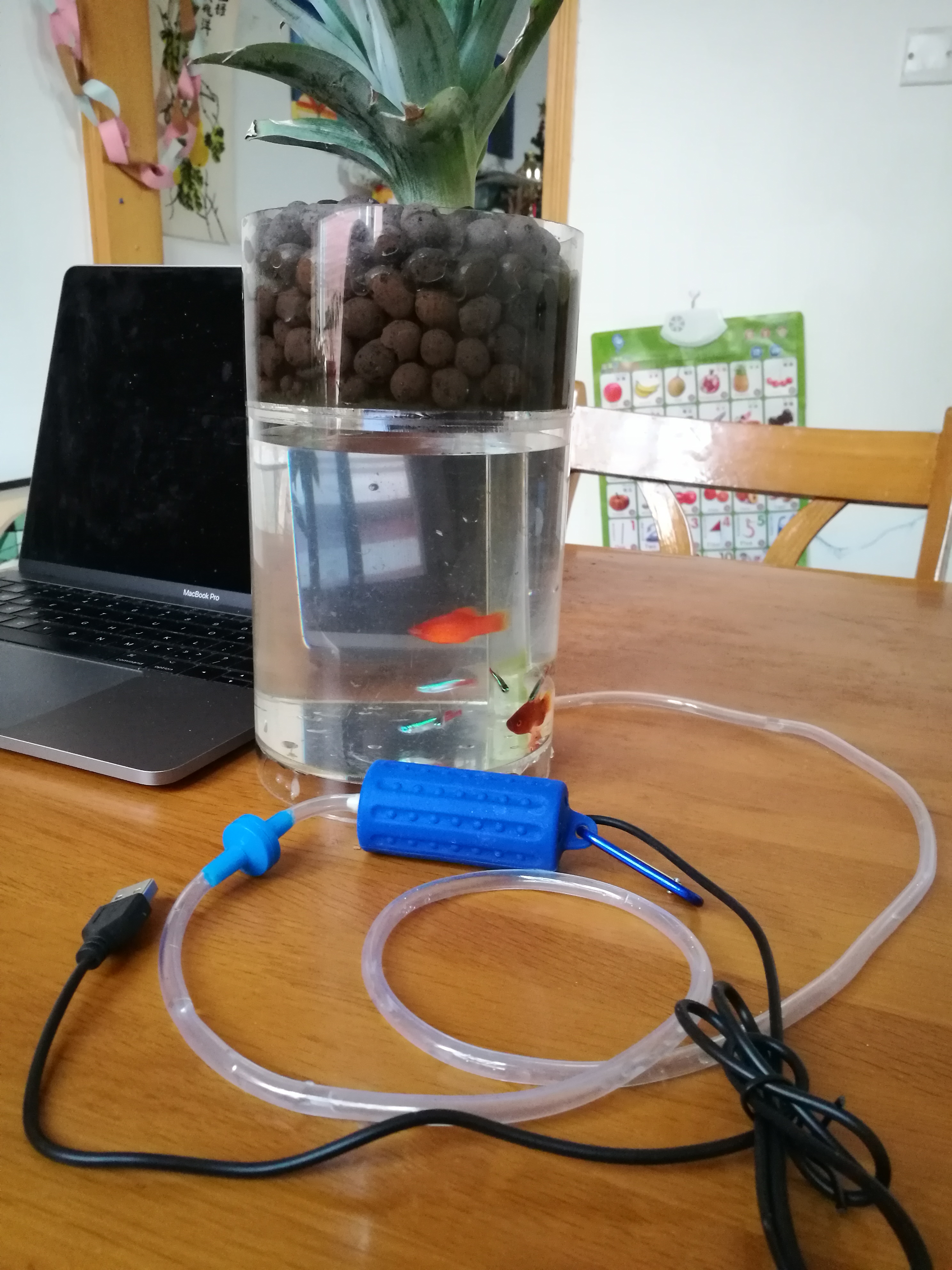 自制免换水生态鱼缸小型,自制自循环生态鱼缸