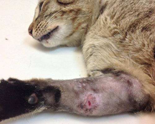 猫咪伤口化脓了怎么办能好吗,猫咪伤口化脓了怎么处理