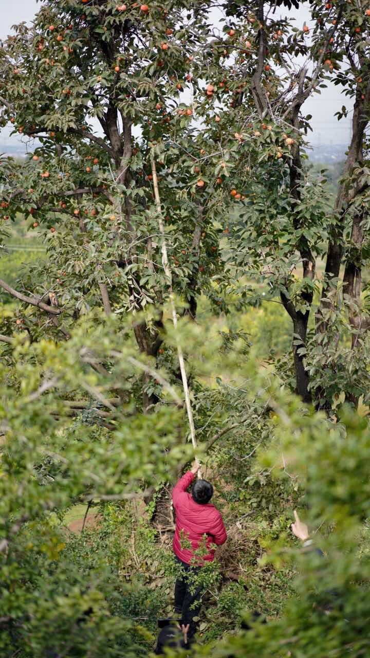 真的火晶柿子终于来了,张小敬同款盒马上市