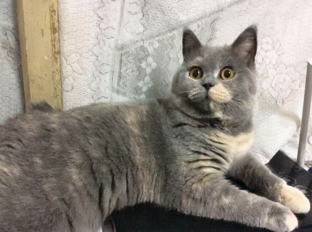 英短猫哪种花色不推荐,英短蓝白猫咪尴尬期前后对比