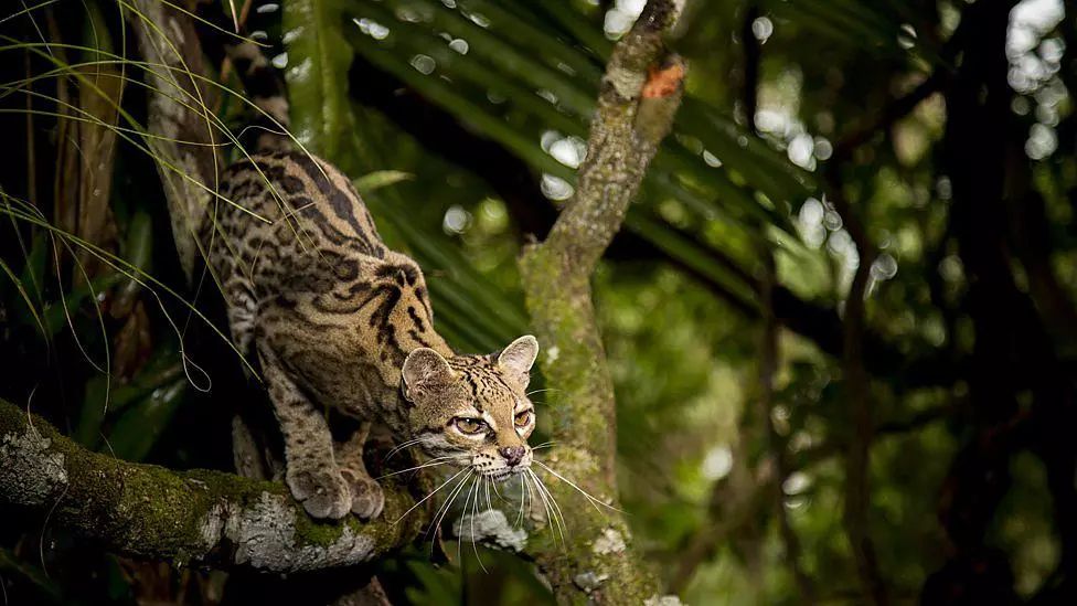 记录中国各种珍稀动物的纪录片,20分钟大自然动物世界纪录片