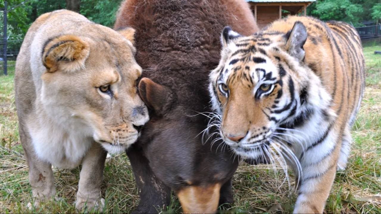 棕熊和东北虎谁活得更久,棕熊和狮虎
