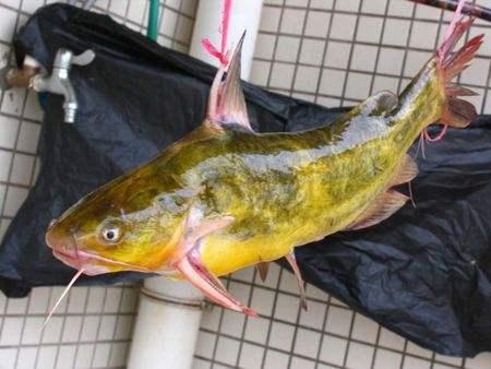 鱼怪病防治,黄颡鱼高价能维持多久