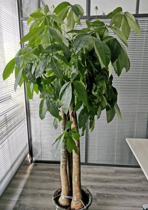 发财树枝干发皱是怎么回事,发财树叶子树干发皱是怎么回事