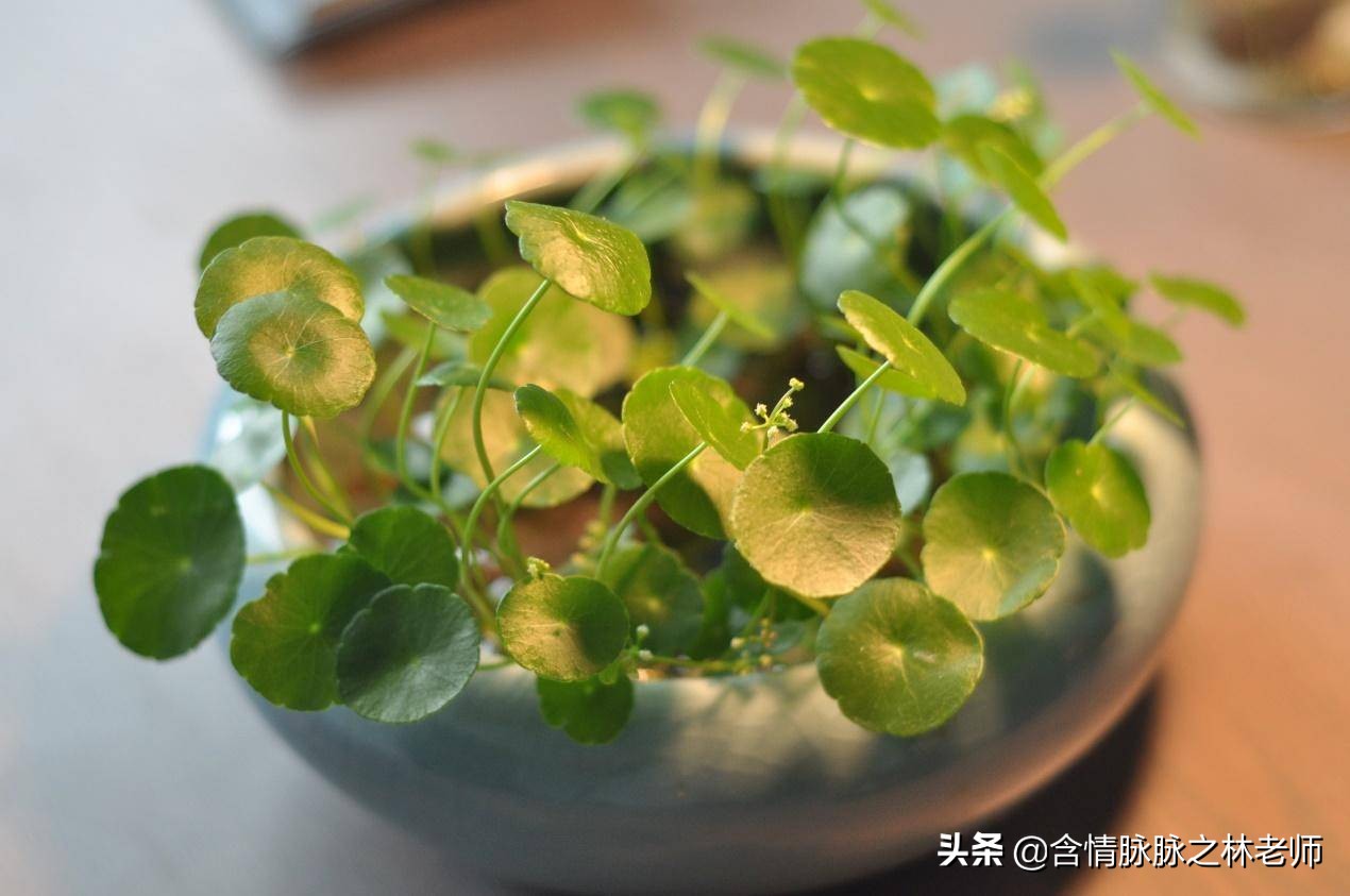 家里植物长得不好有什么说法,家里什么植物都养不好是什么原因