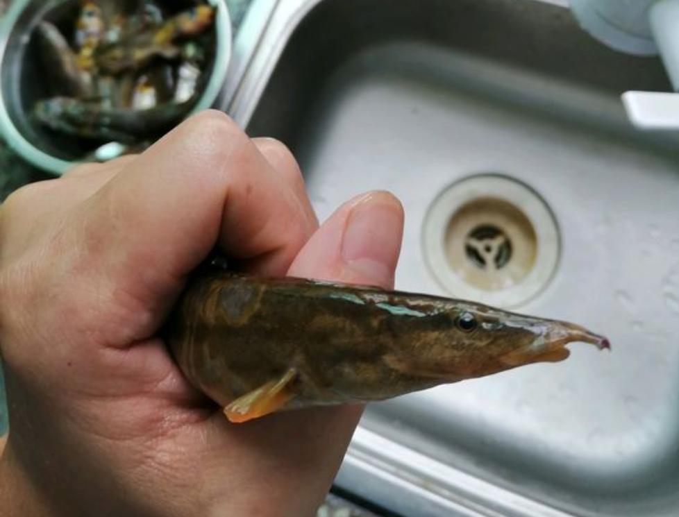 河边钓鱼发现尖嘴怪鱼,钓鱼遇到尖嘴怪鱼