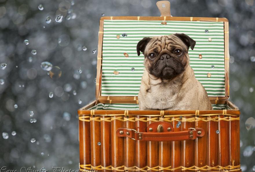 狗狗打嗝一抽一抽的想吐吐不出来,狗狗打嗝拉不出大便