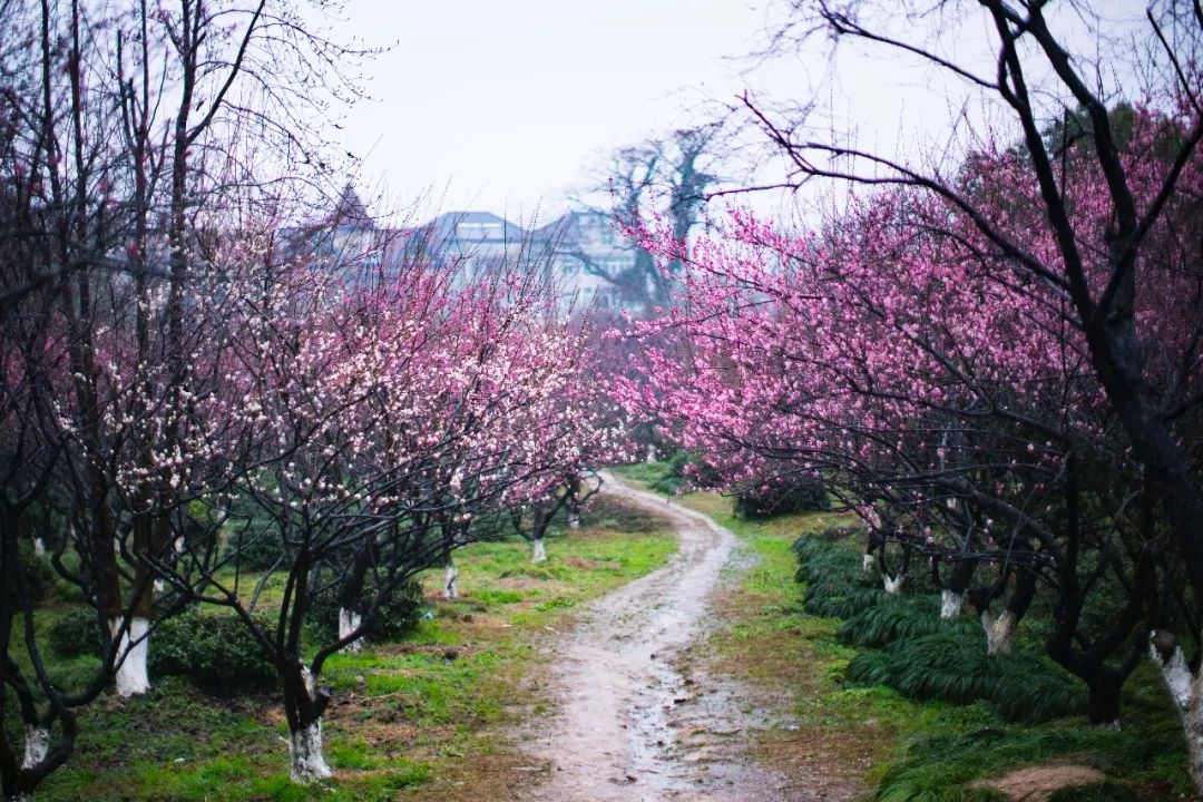 江南三大梅园,杭州江南三大梅花