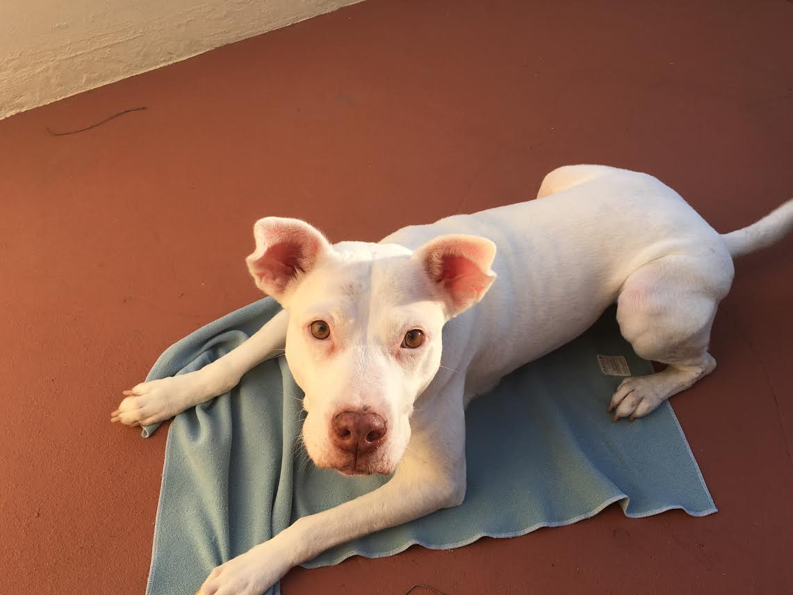 如何不让狗狗汪汪叫,怎么制止狗狗吠叫